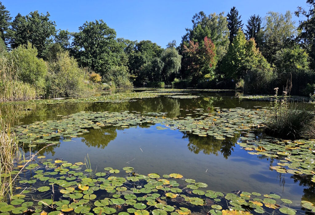Großer Teich im Botanischen Garten München