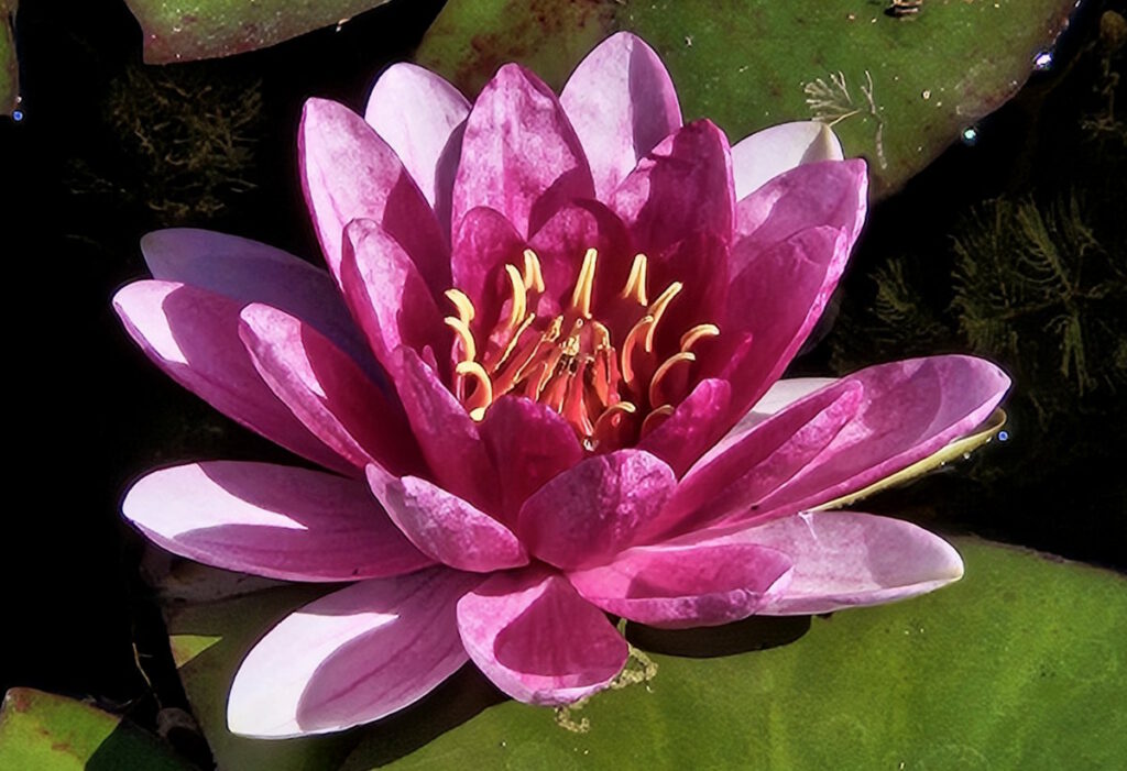 Seerose