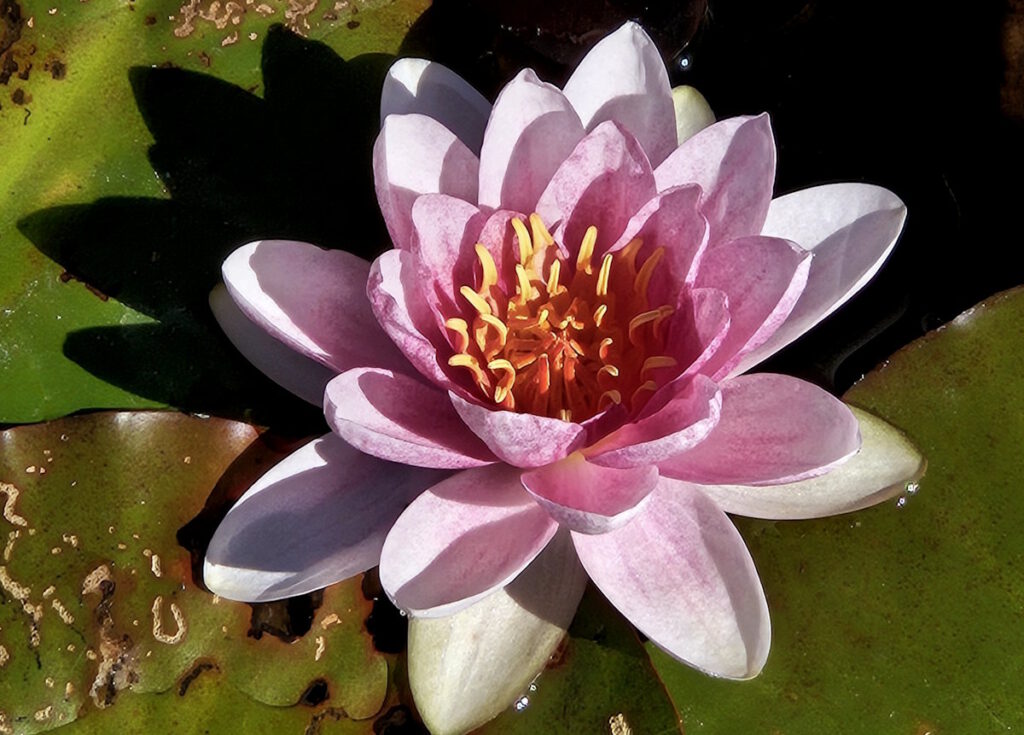 Seerose