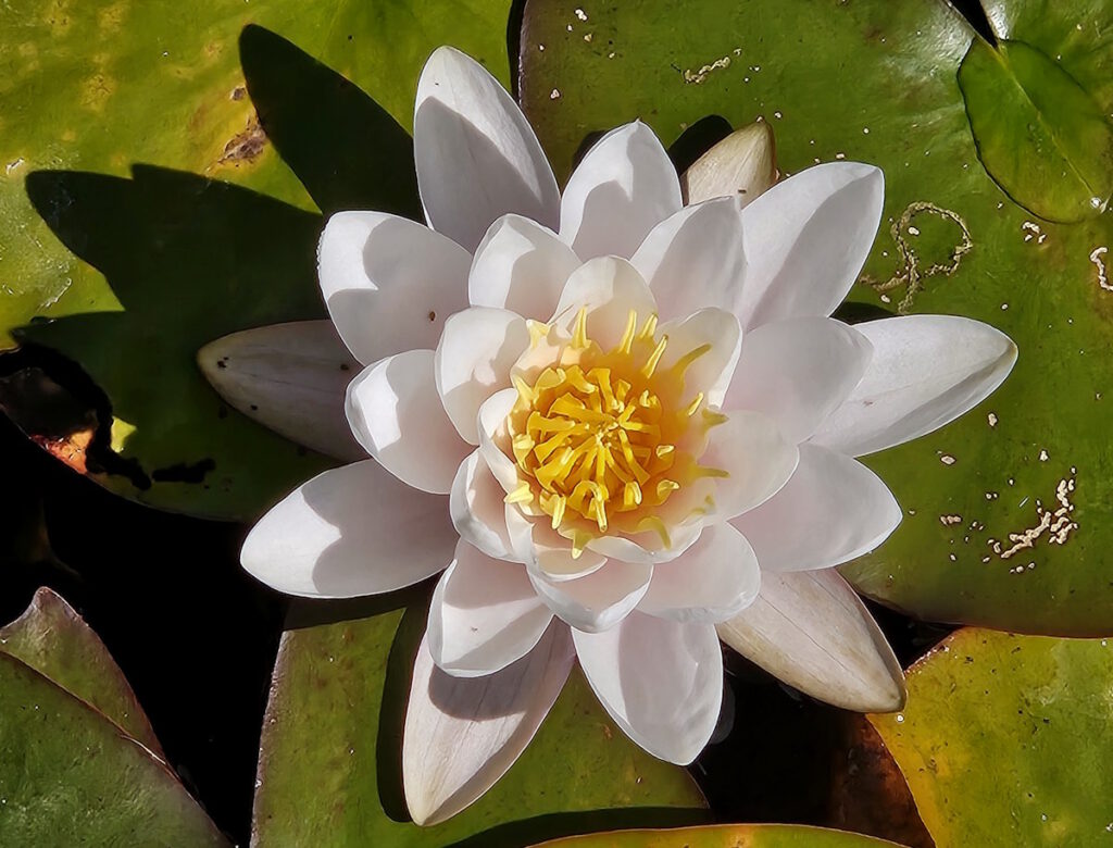 Seerose