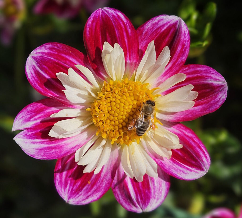 Botanischer Garten München