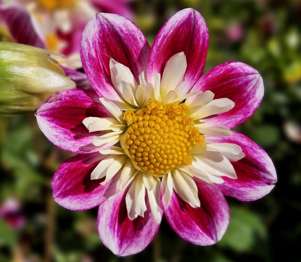 Dahlie