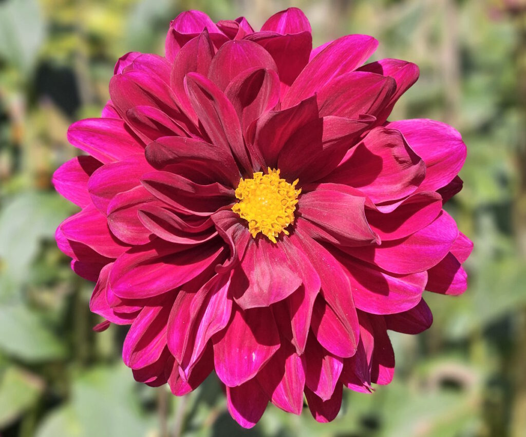Dahlie