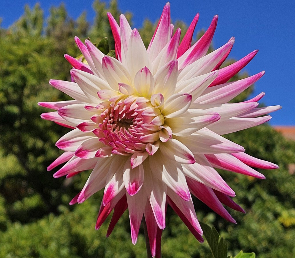 Botanischer Garten München