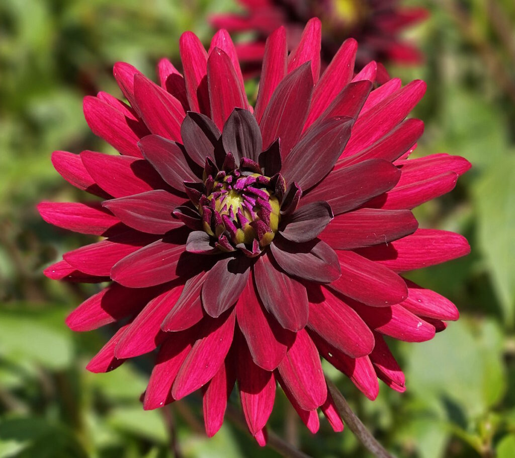 Dahlie