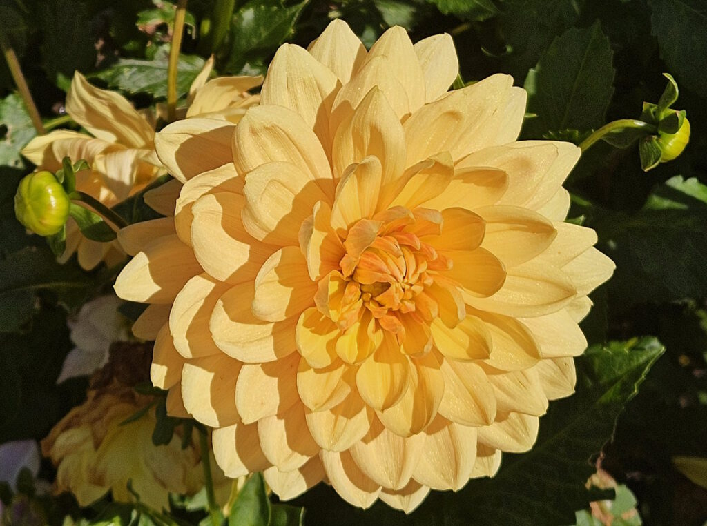 Dahlie
