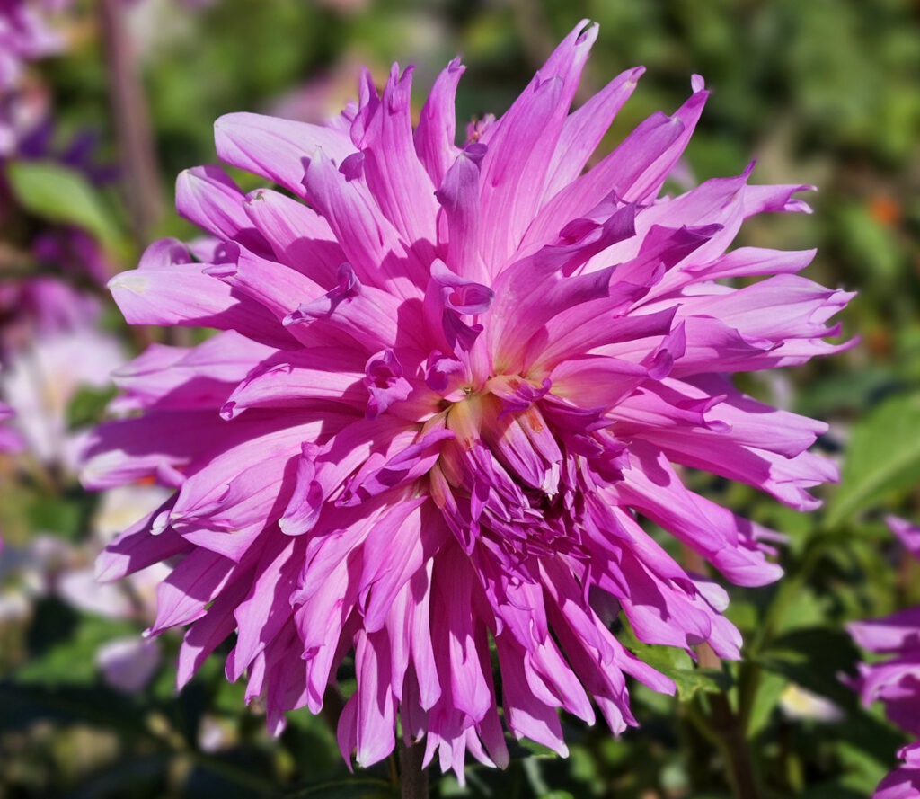 Dahlie