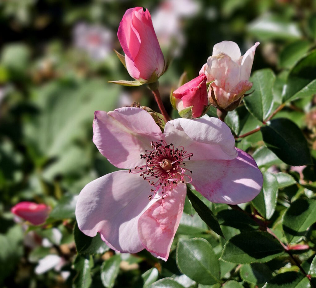 Rose