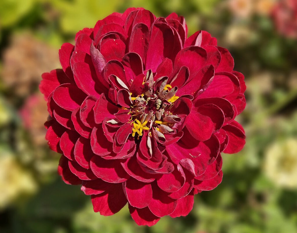 Dahlie