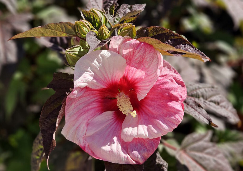 Hibiskus
