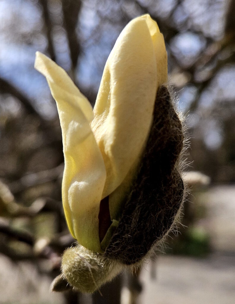 Frühling im Botanischen Garten München