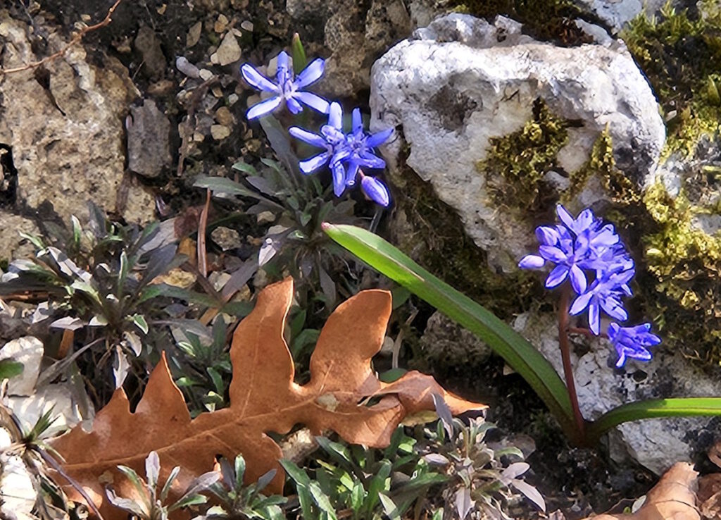 Frühling im Botanischen Garten München