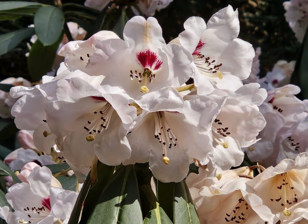 Frühling im Botanischen Garten München