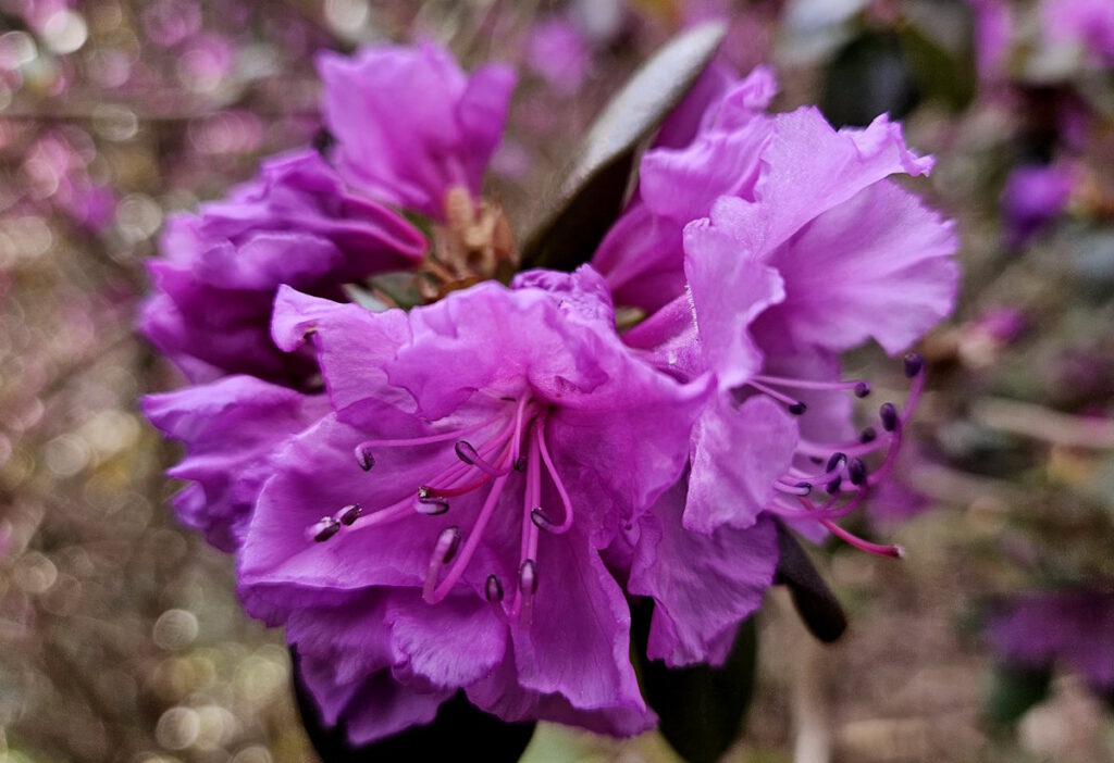 Frühling im Botanischen Garten München