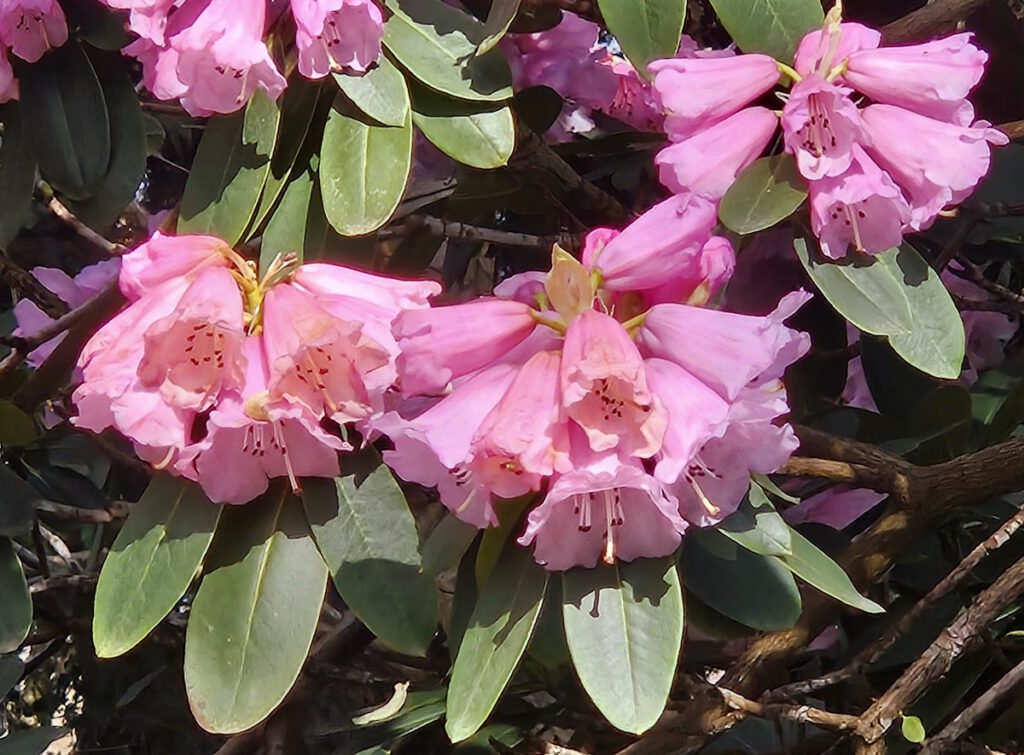 Frühling im Botanischen Garten München
