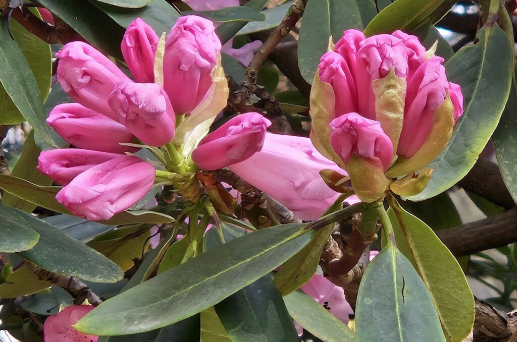 Frühling im Botanischen Garten München