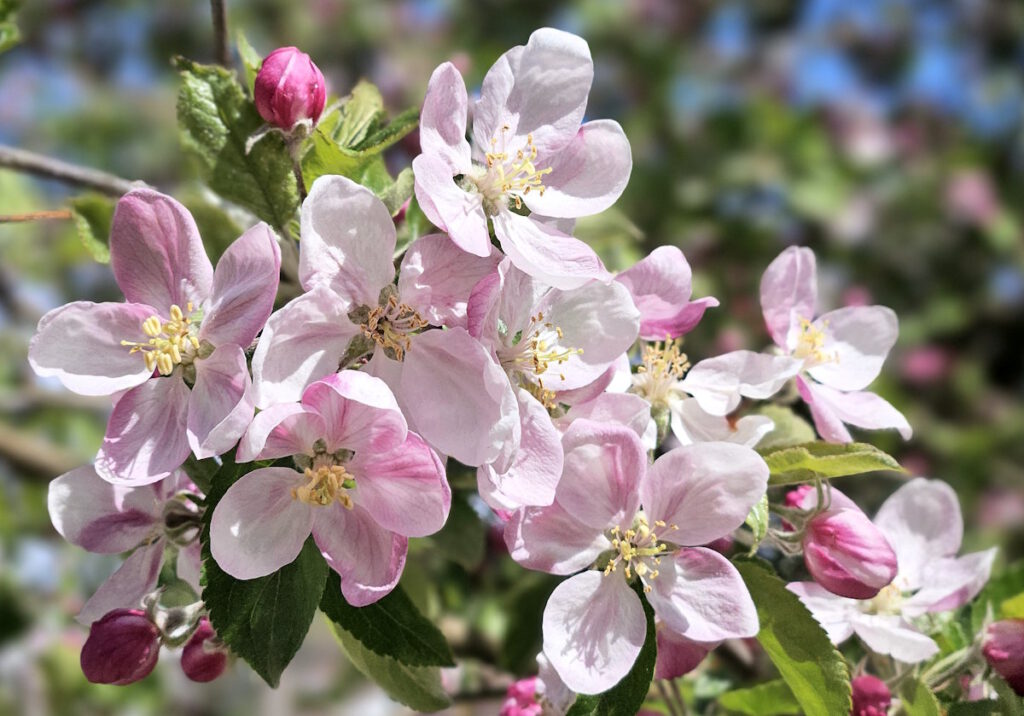 Apfelblüte im Botanischen Garten München