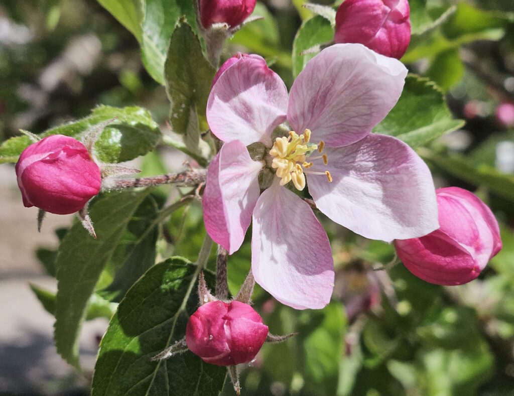 Apfelblüte im Botanischen Garten München