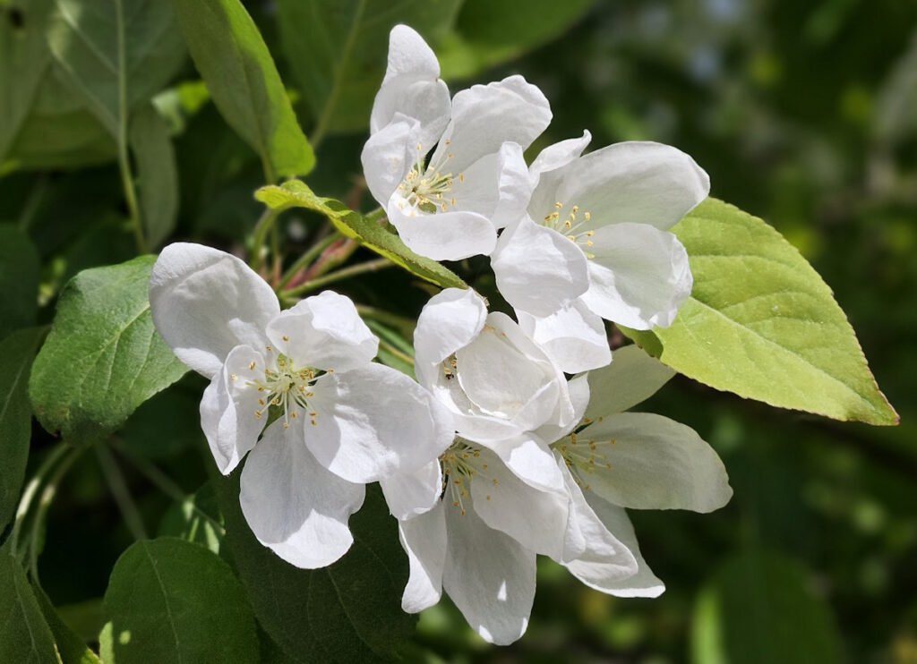 Apfelblüte im Botanischen Garten München