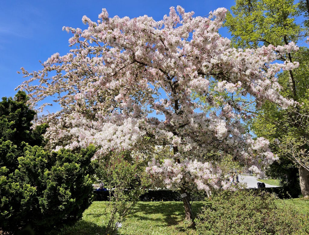 Kirschblüte im Botanischen Garten München