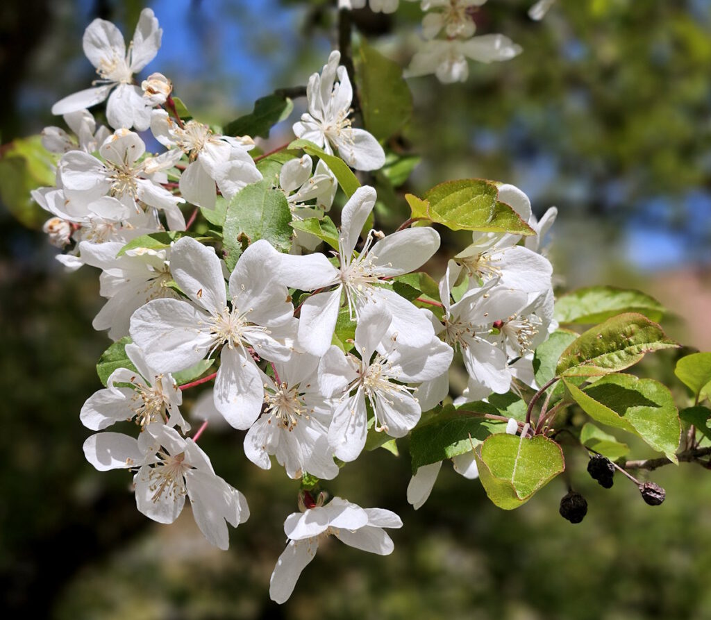 Apfelblüte im Botanischen Garten München