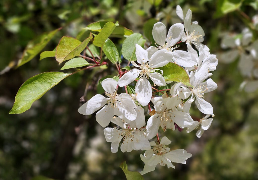 Apfelblüte im Botanischen Garten München