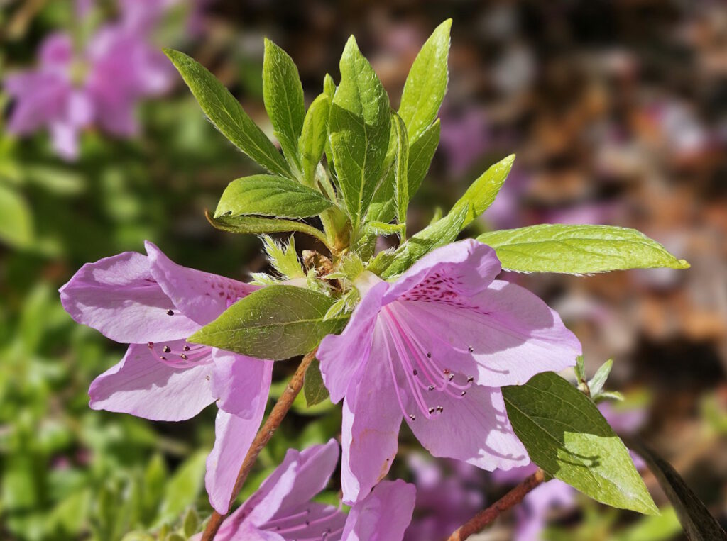 Rhododendron