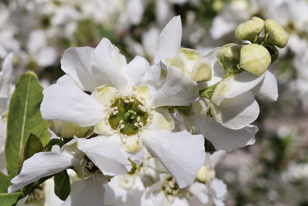 Chinesische Prunkspiere