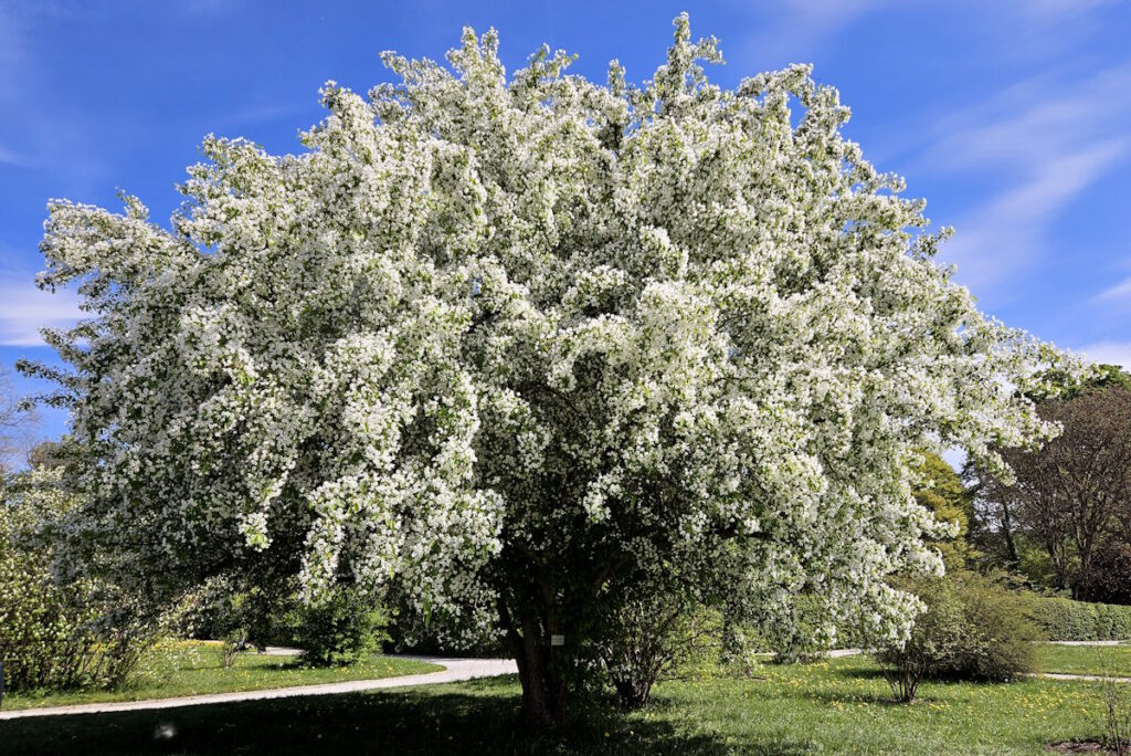 Apfelblüte im Botanischen Garten München