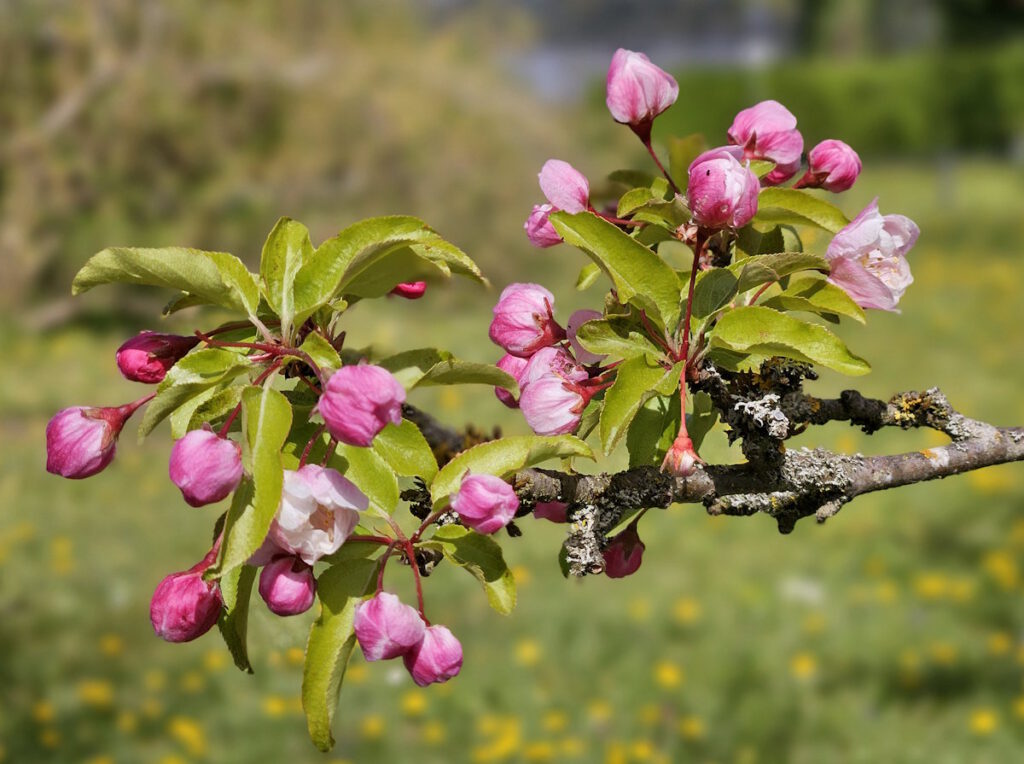 Apfelblüte im Botanischen Garten München
