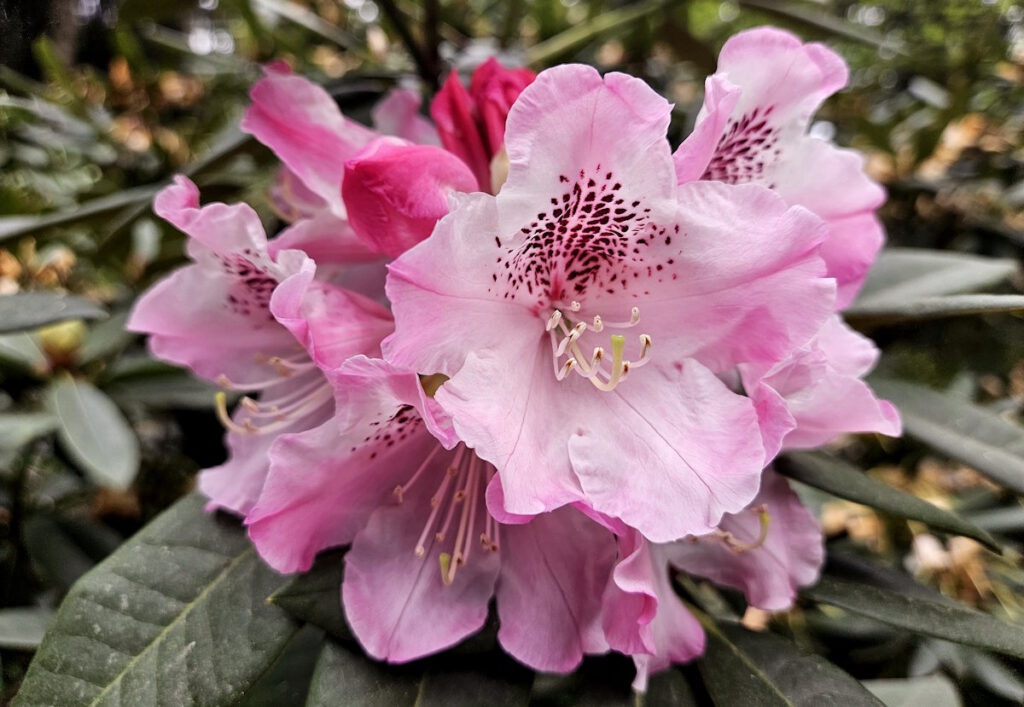 Rhododendron