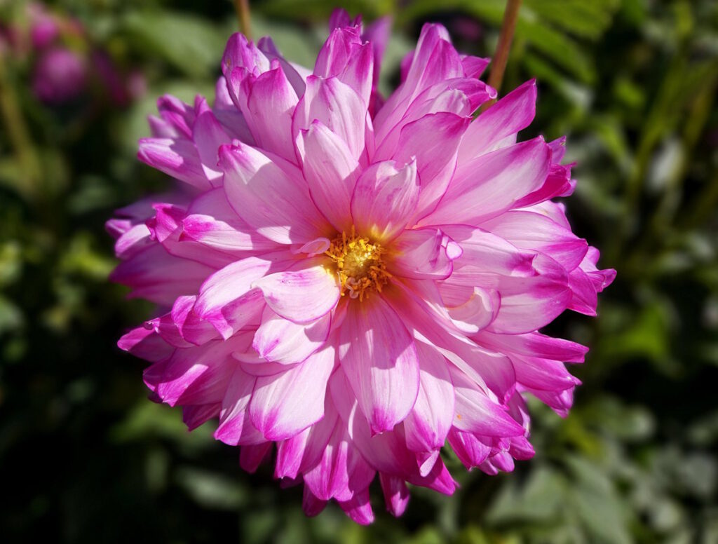 Dahlie