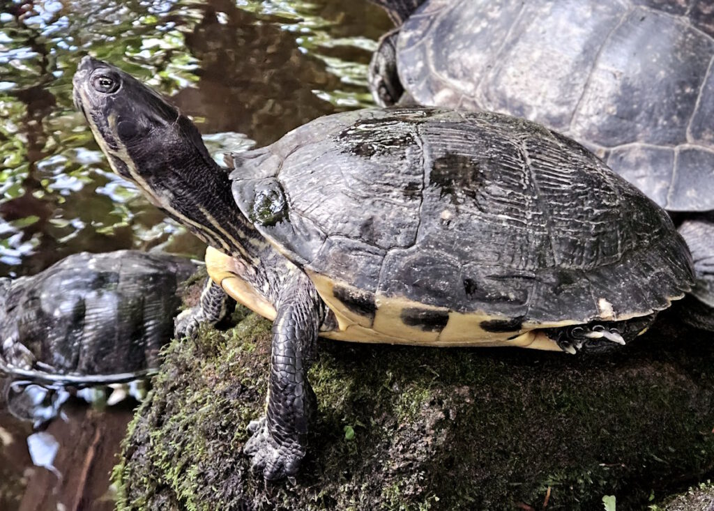 Schildkröte Orchideenhaus