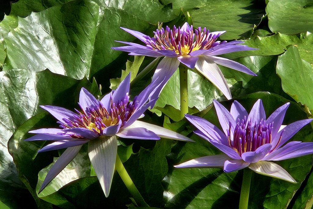 Gewächshäuser Victoriahaus