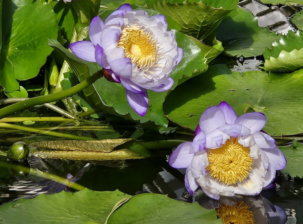 Gewächshäuser Victoriahaus