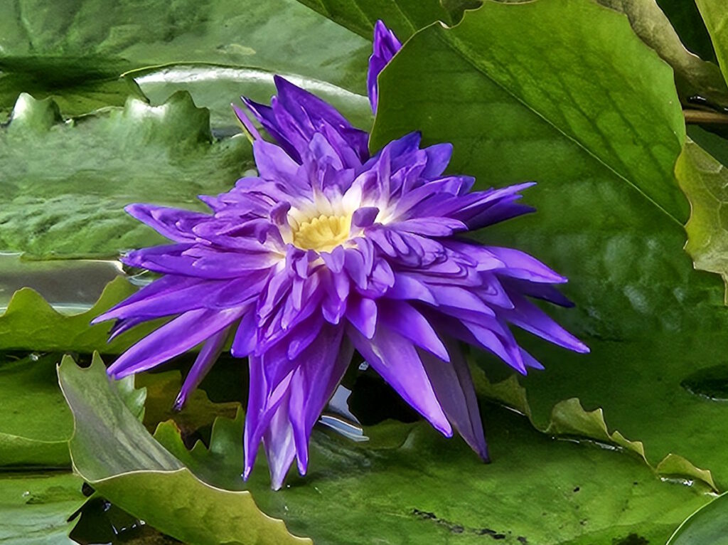 Gewächshäuser Victoriahaus
