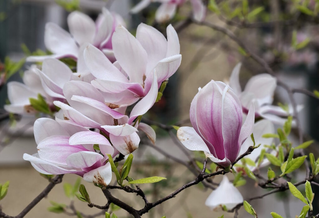 Magnolien