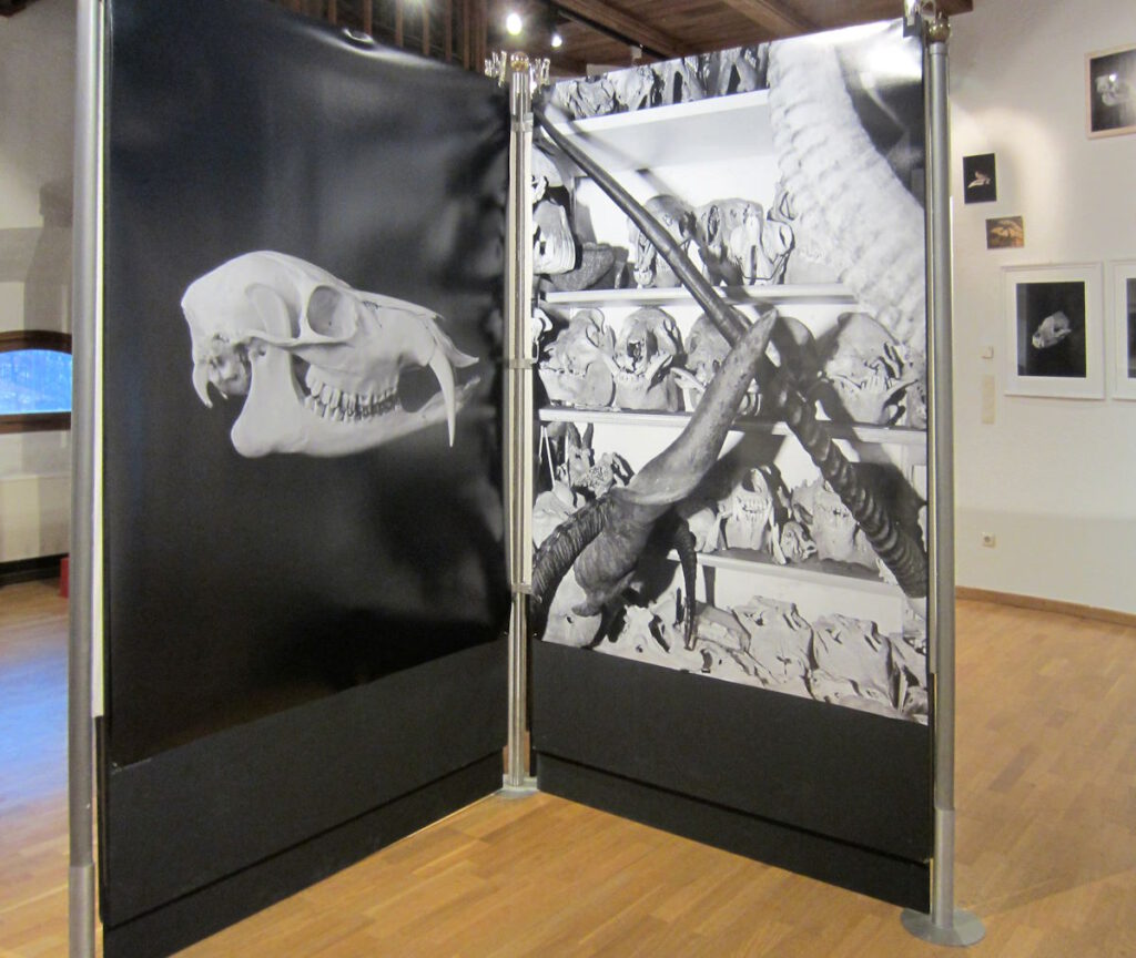 Sonderausstellung Schädel