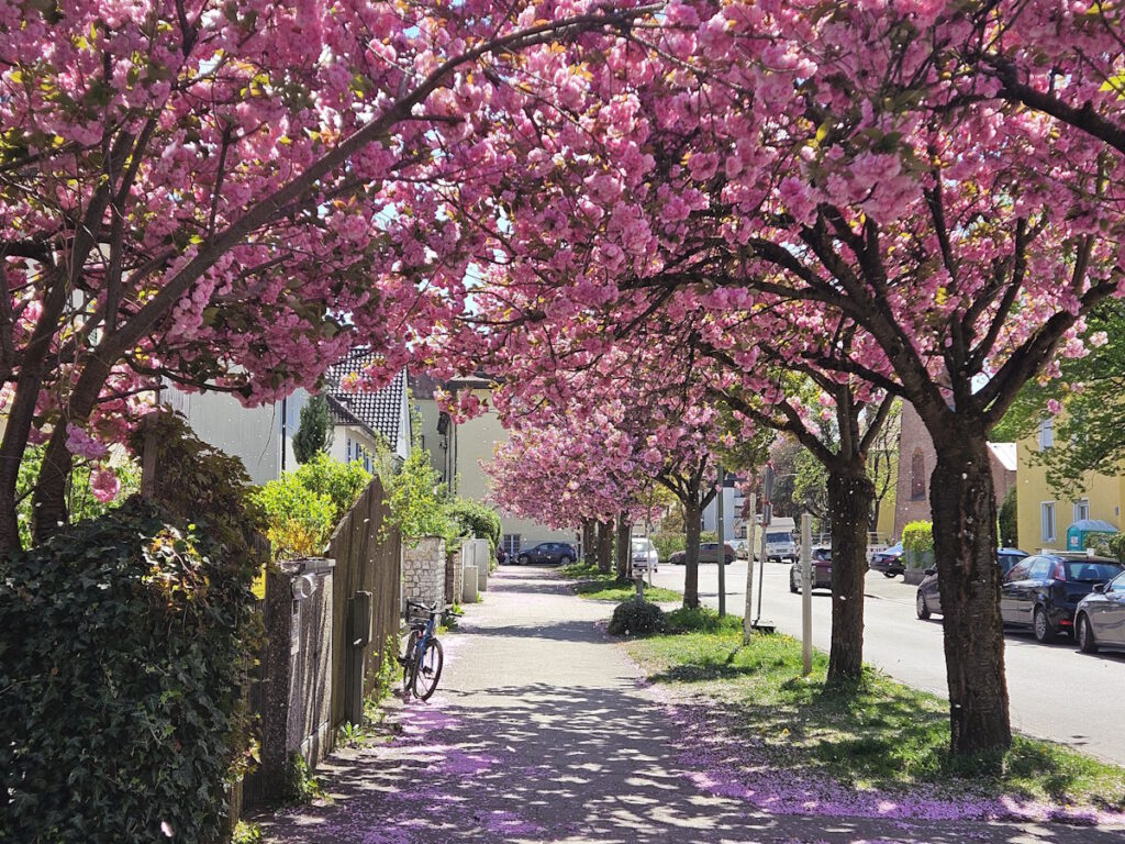 Blühende Kirschbäume in der Ettalstraße, München-Sendling