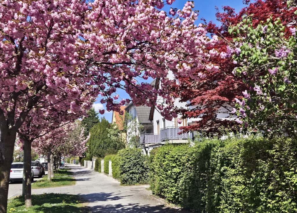 Blühende Kirschbäume in der Ettalstraße, München-Sendling