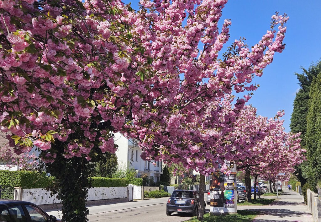 Kirschblüte in der Ettalstraße, München-Sendling