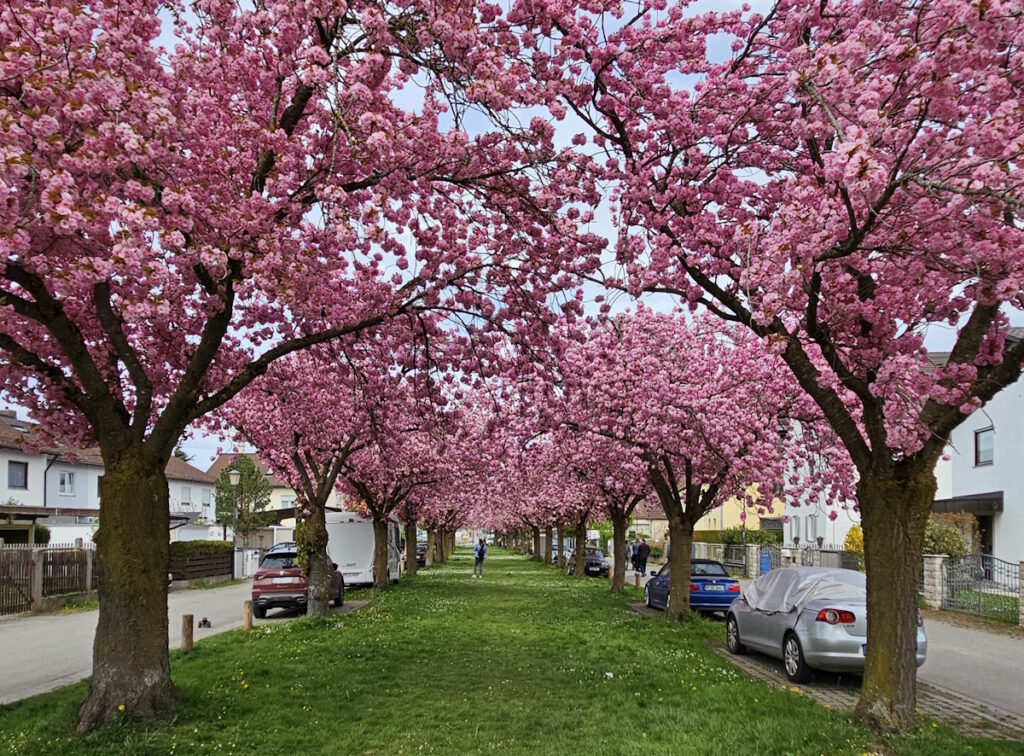 Blühende Kirschbäume in Feldmoching