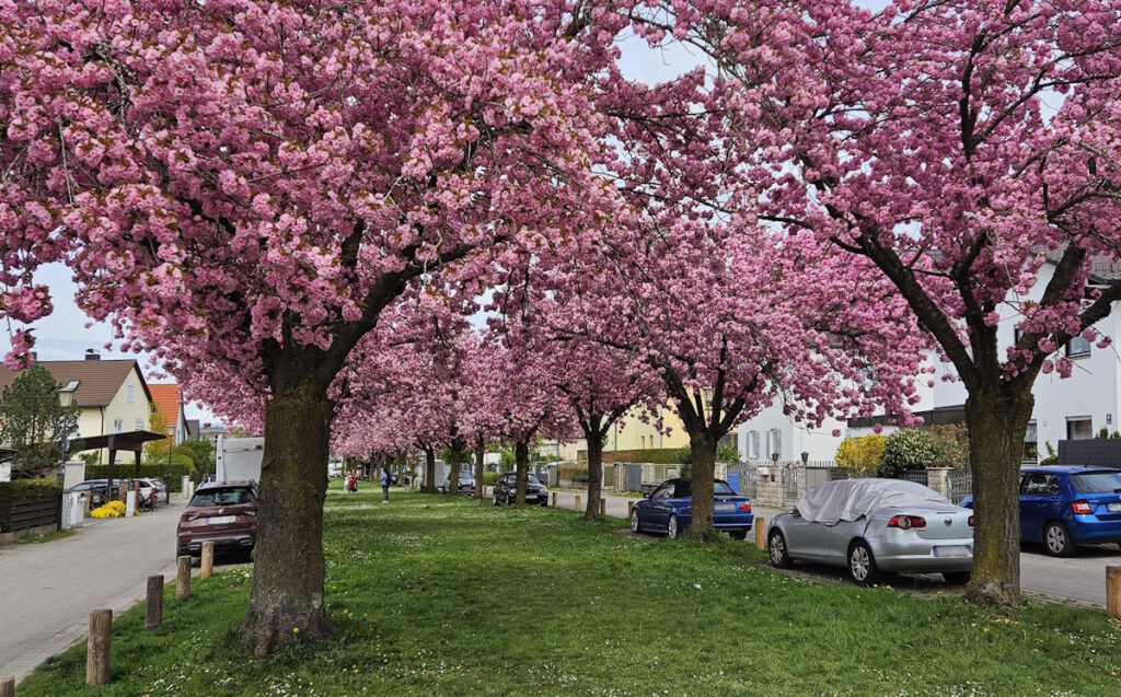 Kirschblüte in Feldmoching