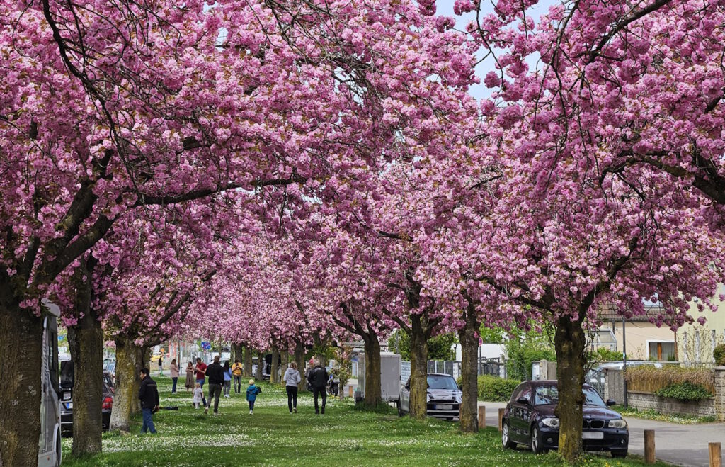 Kirschblüte in Feldmoching