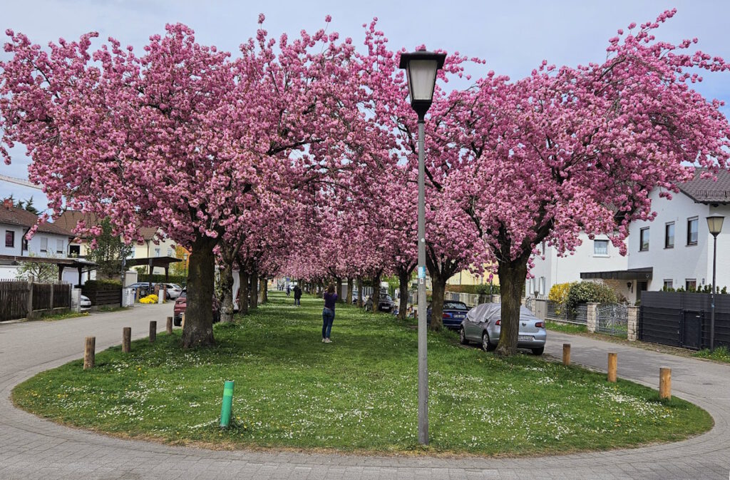 Blühende Kirschbäume in Feldmoching