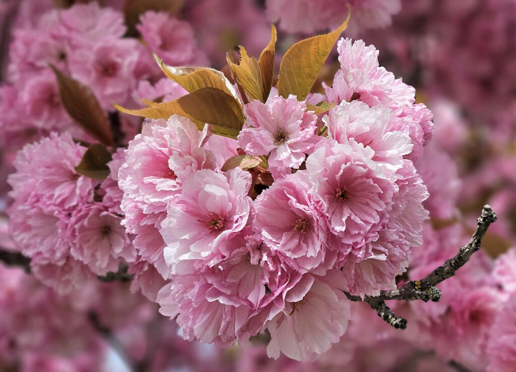 Kirschblüte in Feldmoching