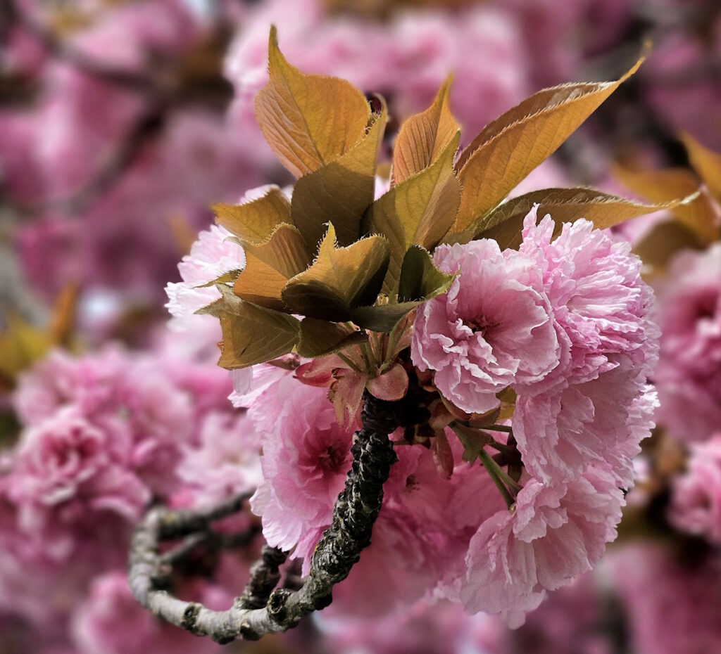 Kirschblüte in Feldmoching