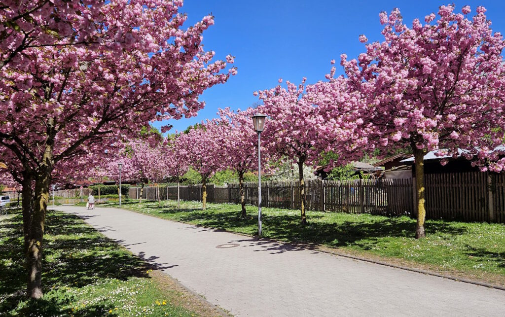 Kirschbaumallee in der Bad-Soden-Straße, München-Milbertshofen