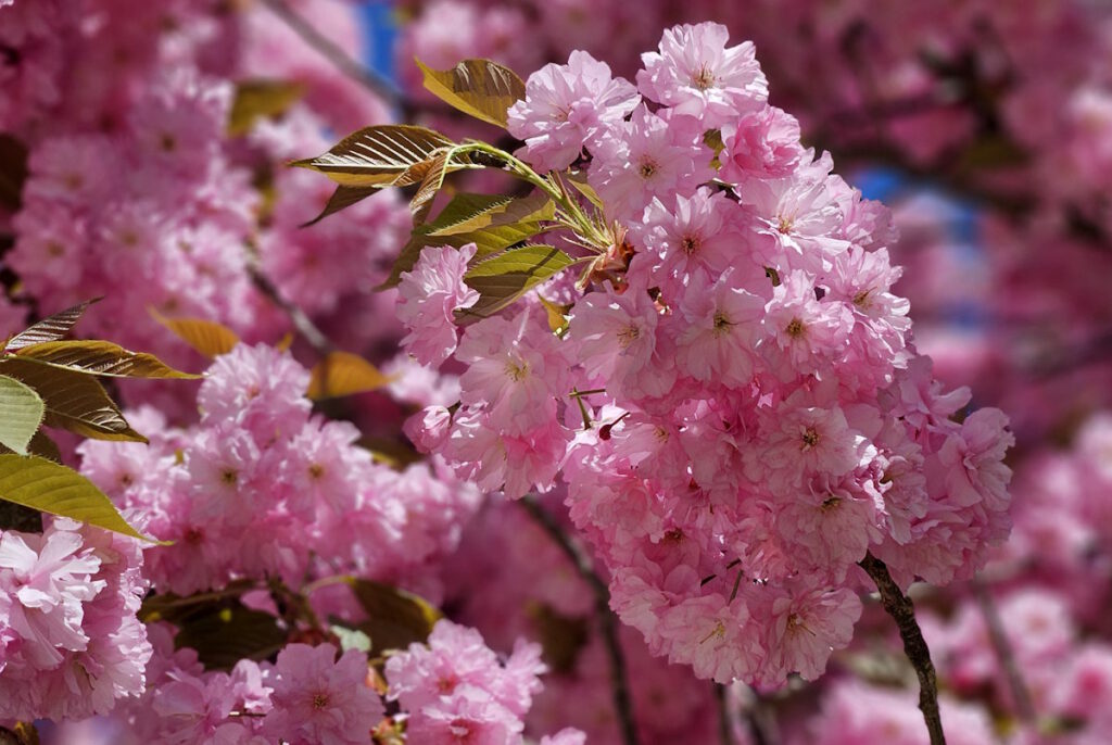 Kirschblüten in der Bad-Soden-Straße, München-Milbertshofen