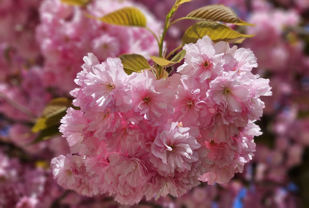Kirschblüten in der Bad-Soden-Straße, München-Milbertshofen